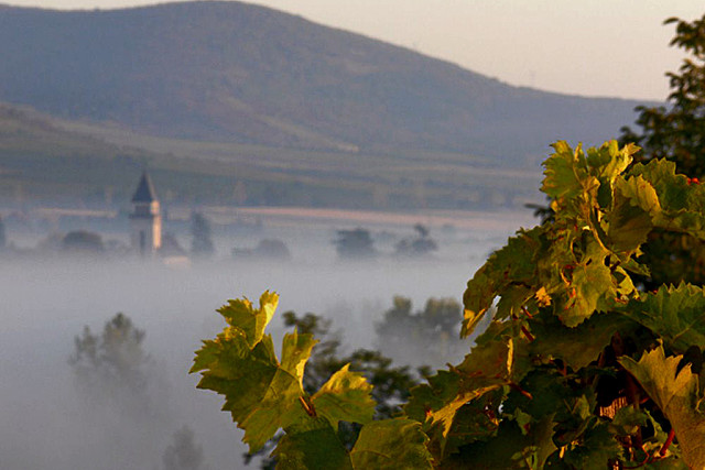 Tokaj hegyalja