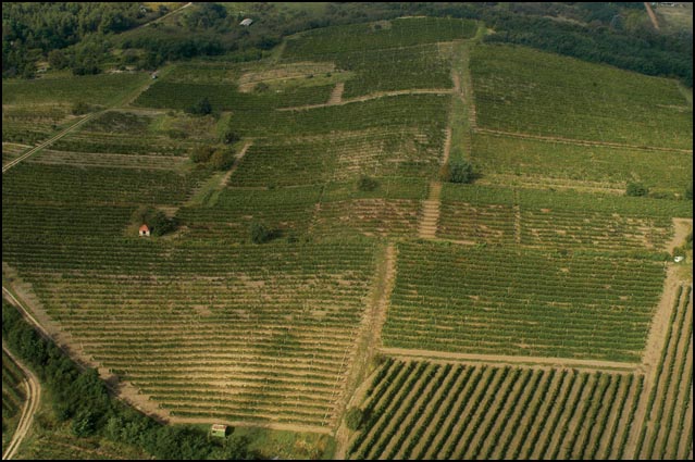 Colour WineWorld borszaküzlet - borkóstolók, borvacsorák szervezése, borkereskedés
