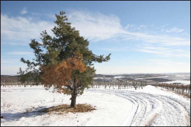 Colour WineWorld borszaküzlet - borkóstolók, borvacsorák szervezése, borkereskedés